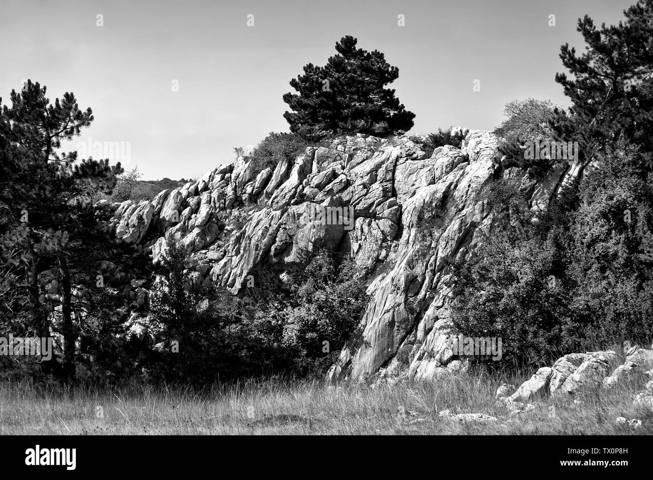 Pine on the top of the rock. Reserve, Mount Ai-Petri. bw Stock Photo
