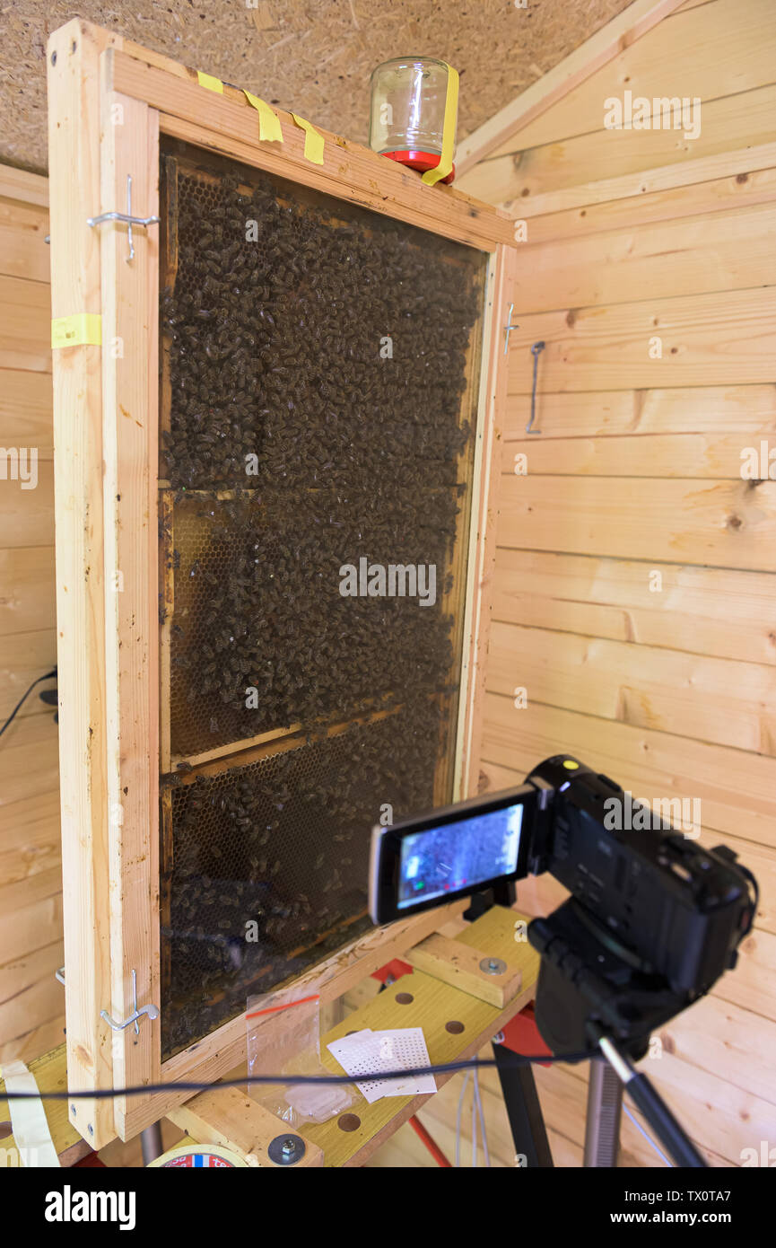 Mainz, Germany. 24th May, 2019. A camera films the behaviour of the bees through the window of an observation box on the grounds of the Mainz university campus. The Johannes Gutenberg University is researching the social behaviour of honey bees. (about dpa: 'Schwänzeltanz im Blick - Mainzer Biologe investigates bee behaviour' from 24.06.2019) Credit: Silas Stein/dpa/Alamy Live News Stock Photo