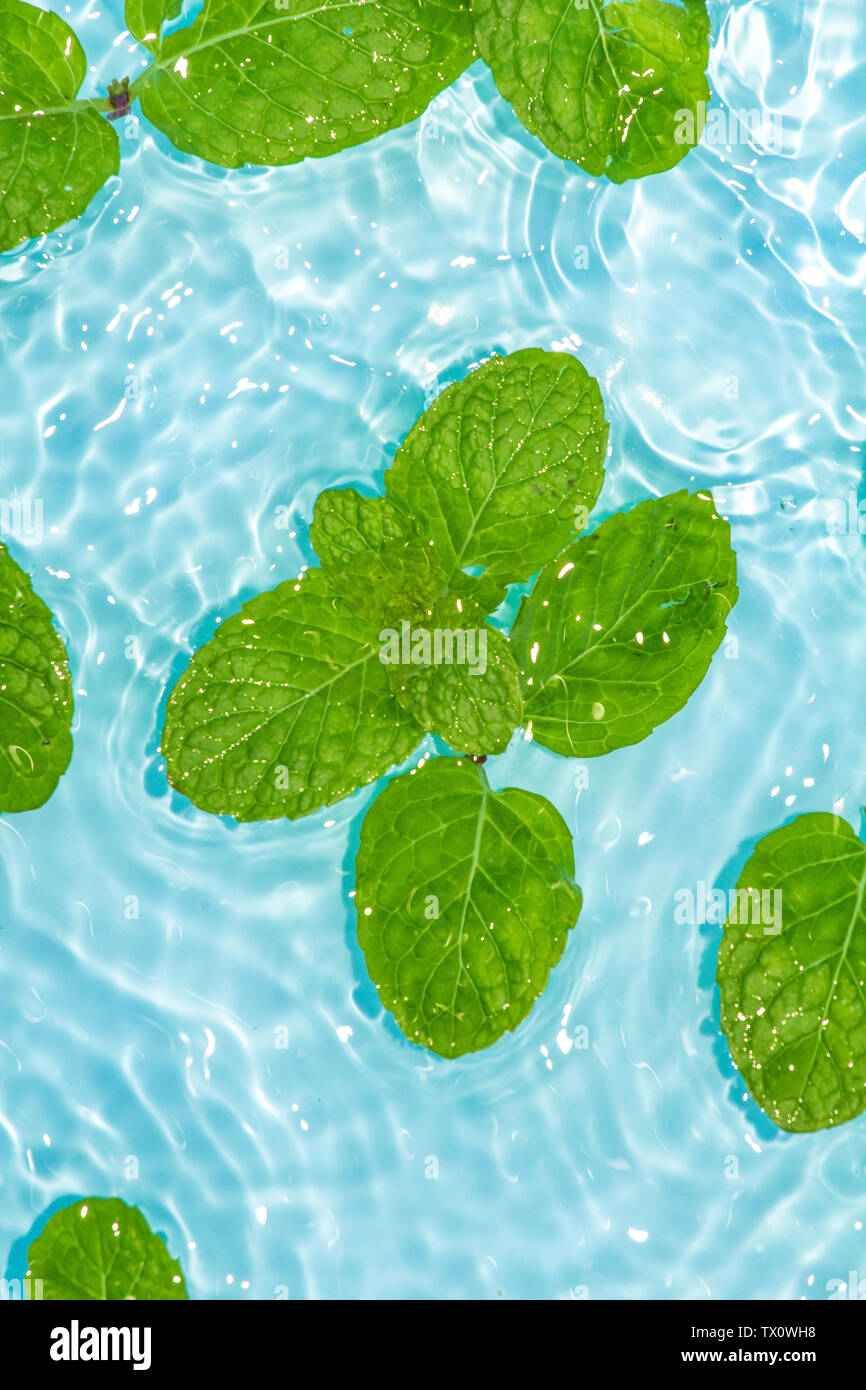 Fresh mint leaves in ice water Stock Photo Alamy