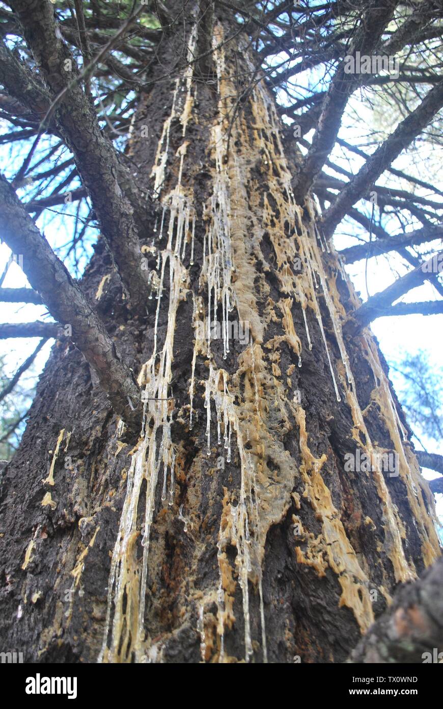 Sap streaming from the trunk of a Douglas fir tree Stock Photo