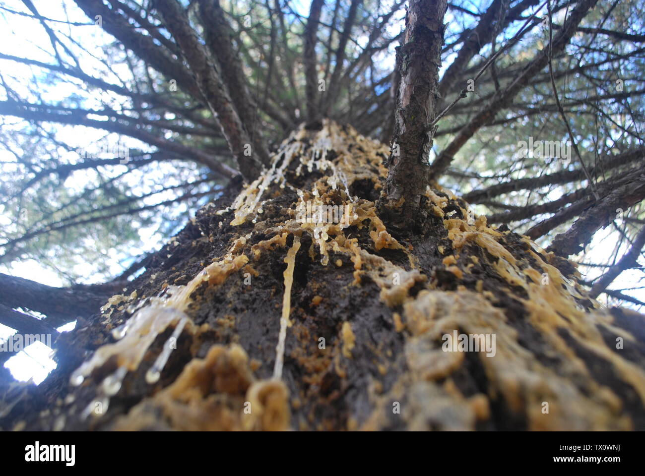 Sap streaming from the trunk of a Douglas fir tree Stock Photo