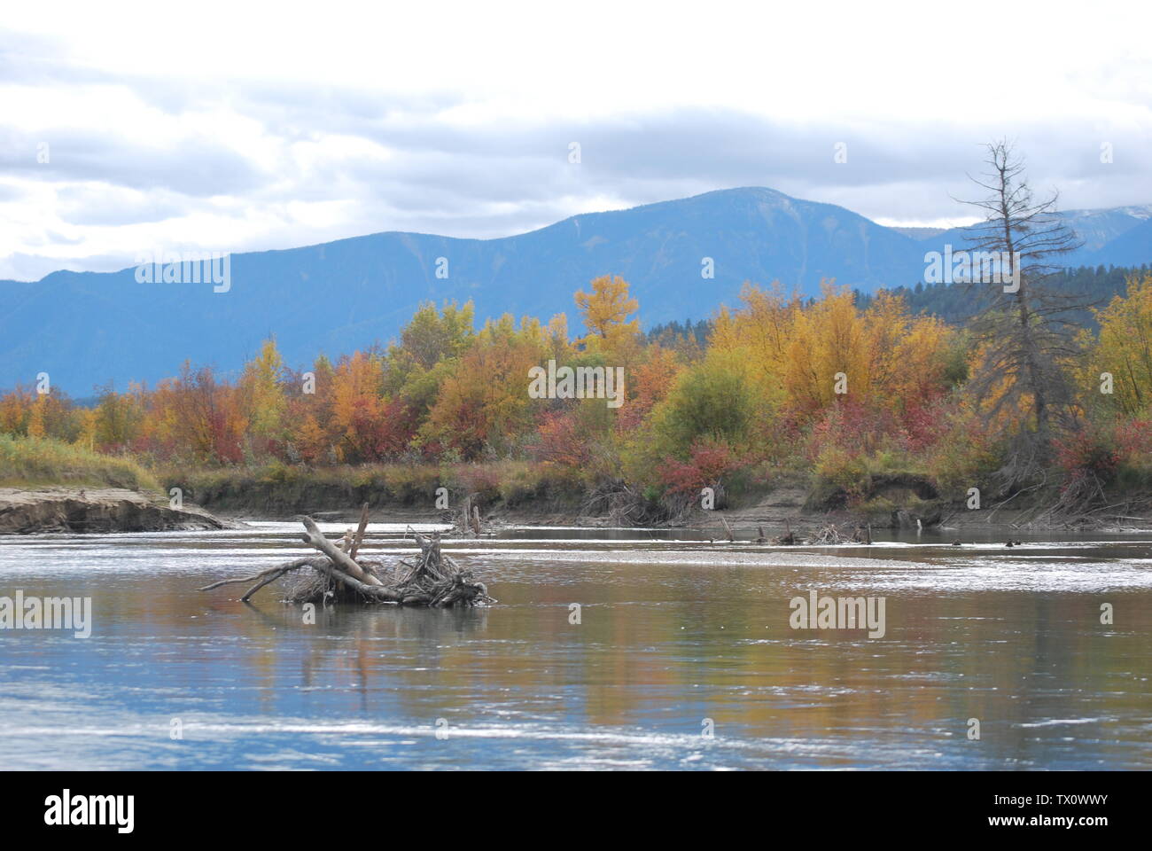 Colors of fall reflecting in the gentle flow of the Columbia River, BC, Canada Stock Photo