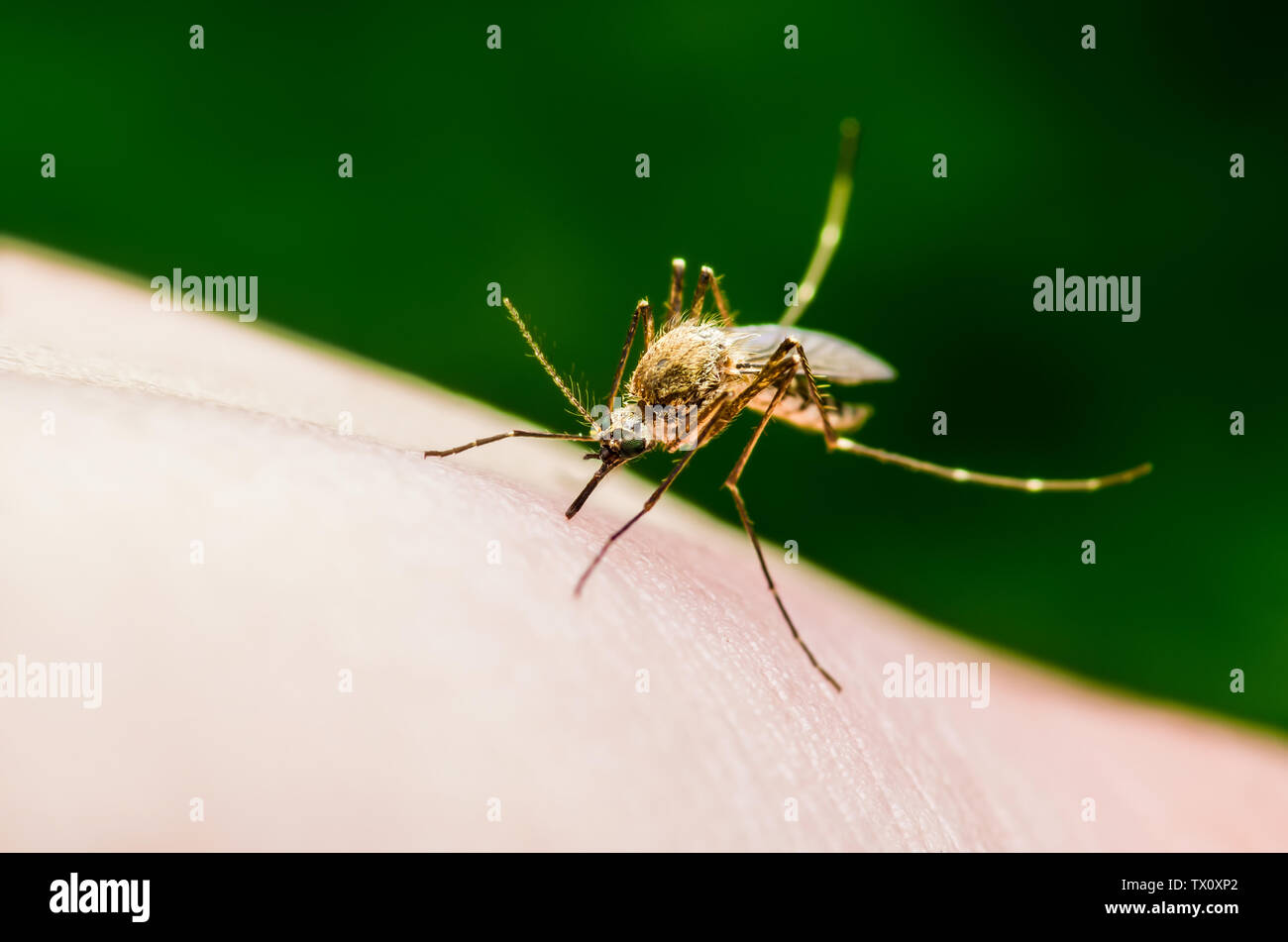 Yellow Fever, Malaria or Zika Virus Infected Mosquito Insect Macro on ...