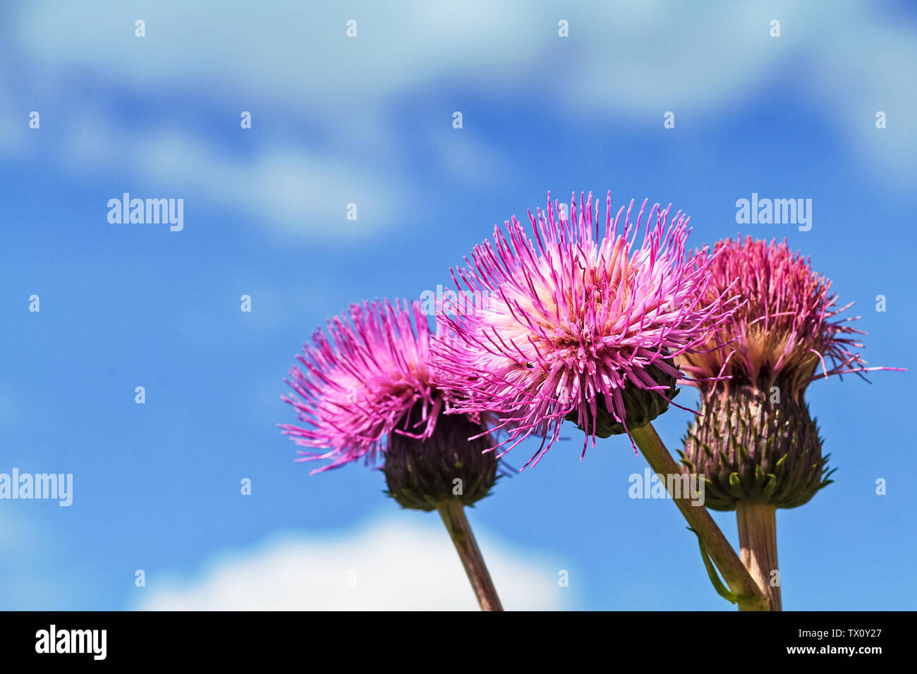 Three melancholy thistle flowers stand together against the summer sky at the rural Finland. Stock Photo