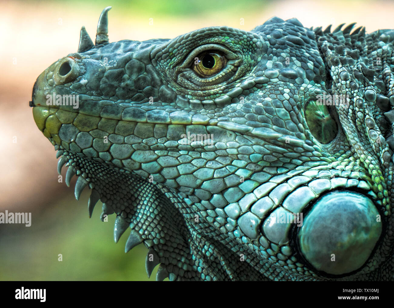 A green iguana closeup of its face  showing details of scales, spine and eye. Stock Photo