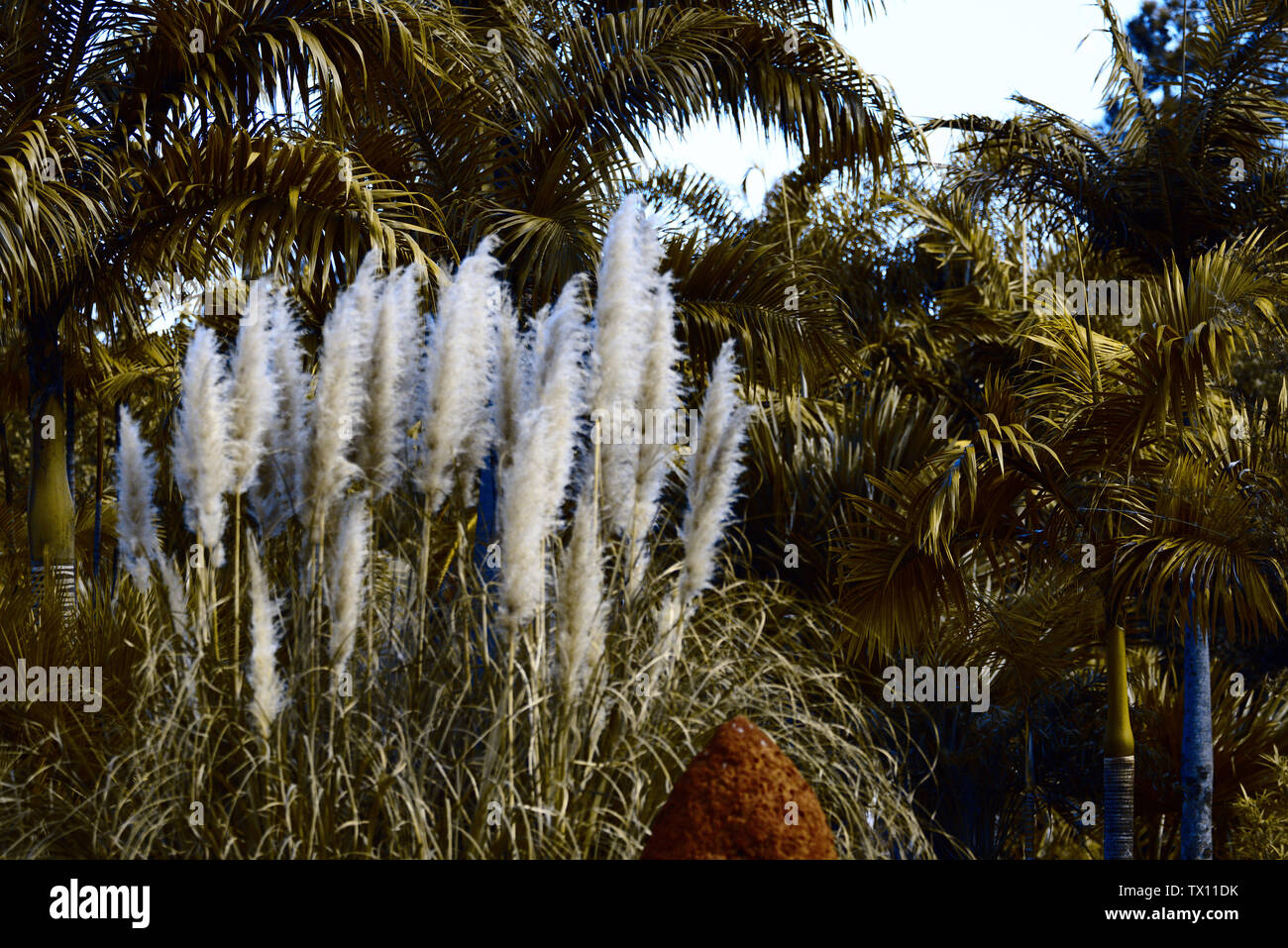 Plants on Bothanic Garden of Brasilia Stock Photo Alamy