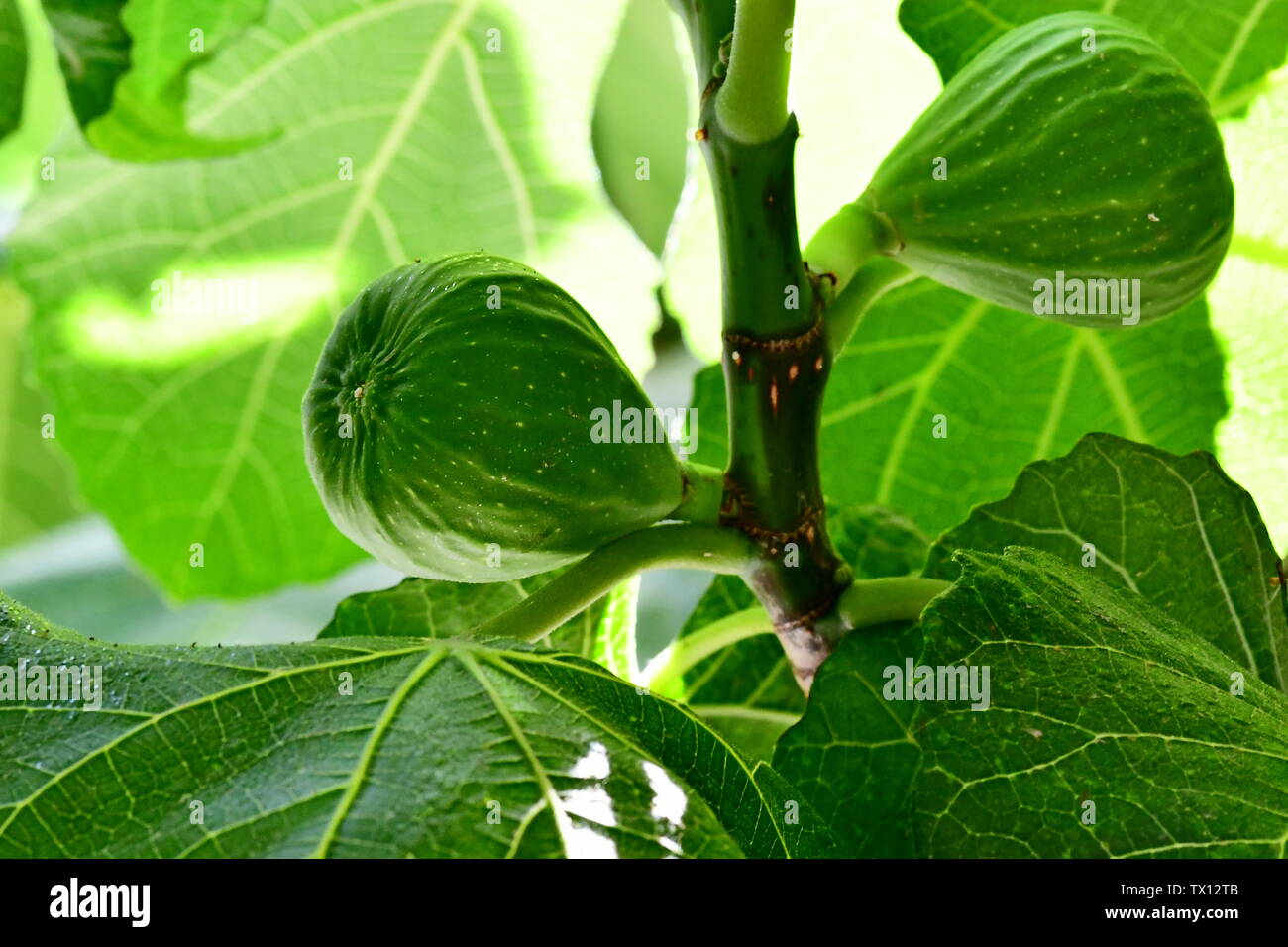 Green fig on the figtree Stock Photo Alamy