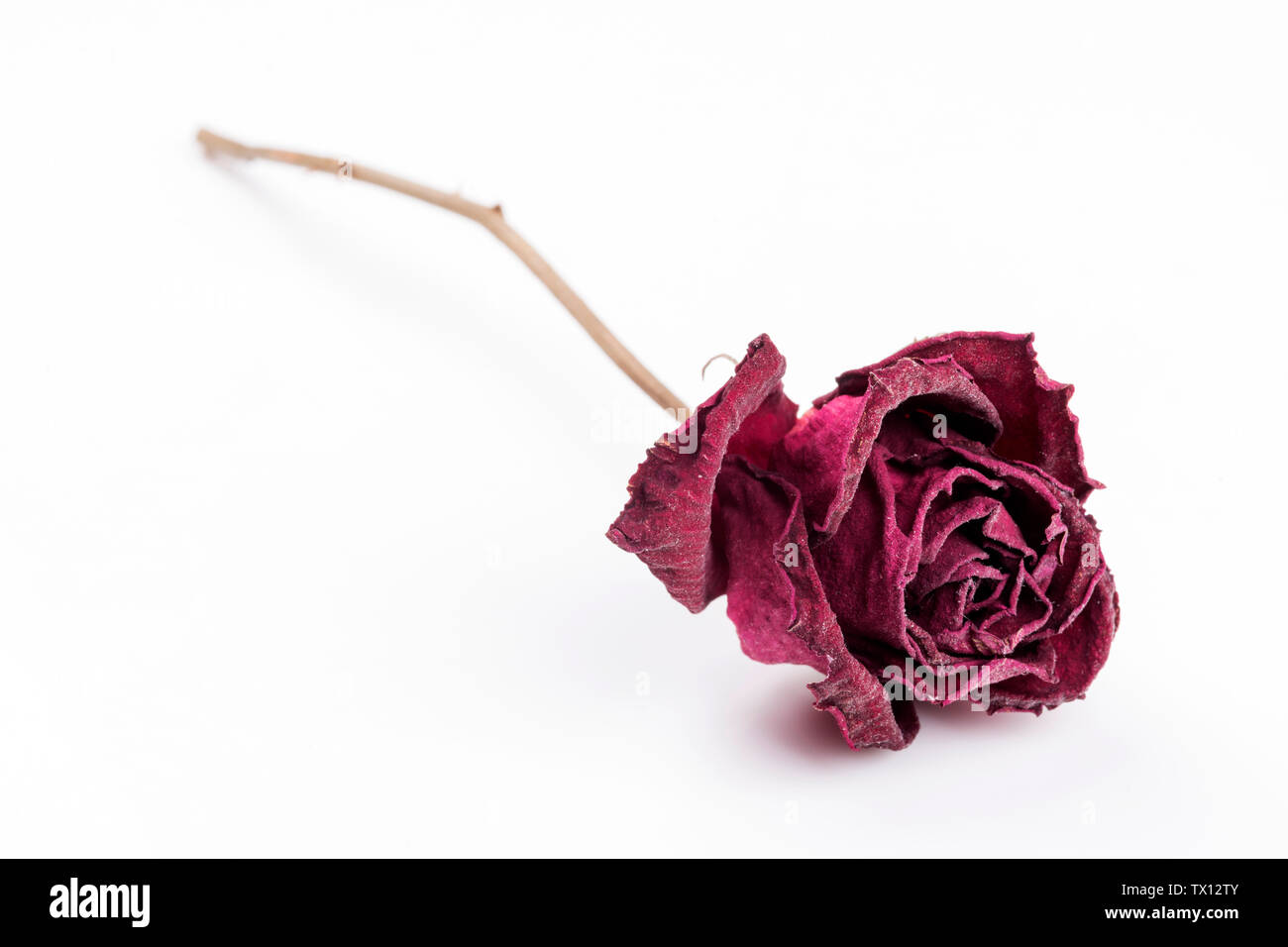 Wilting rose Cut Out Stock Images & Pictures - Alamy