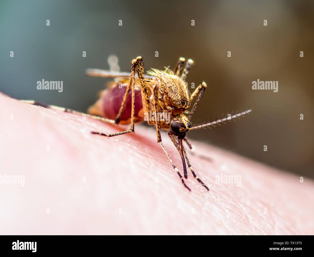 Yellow Fever, Malaria or Zika Virus Infected Mosquito Insect Macro ...