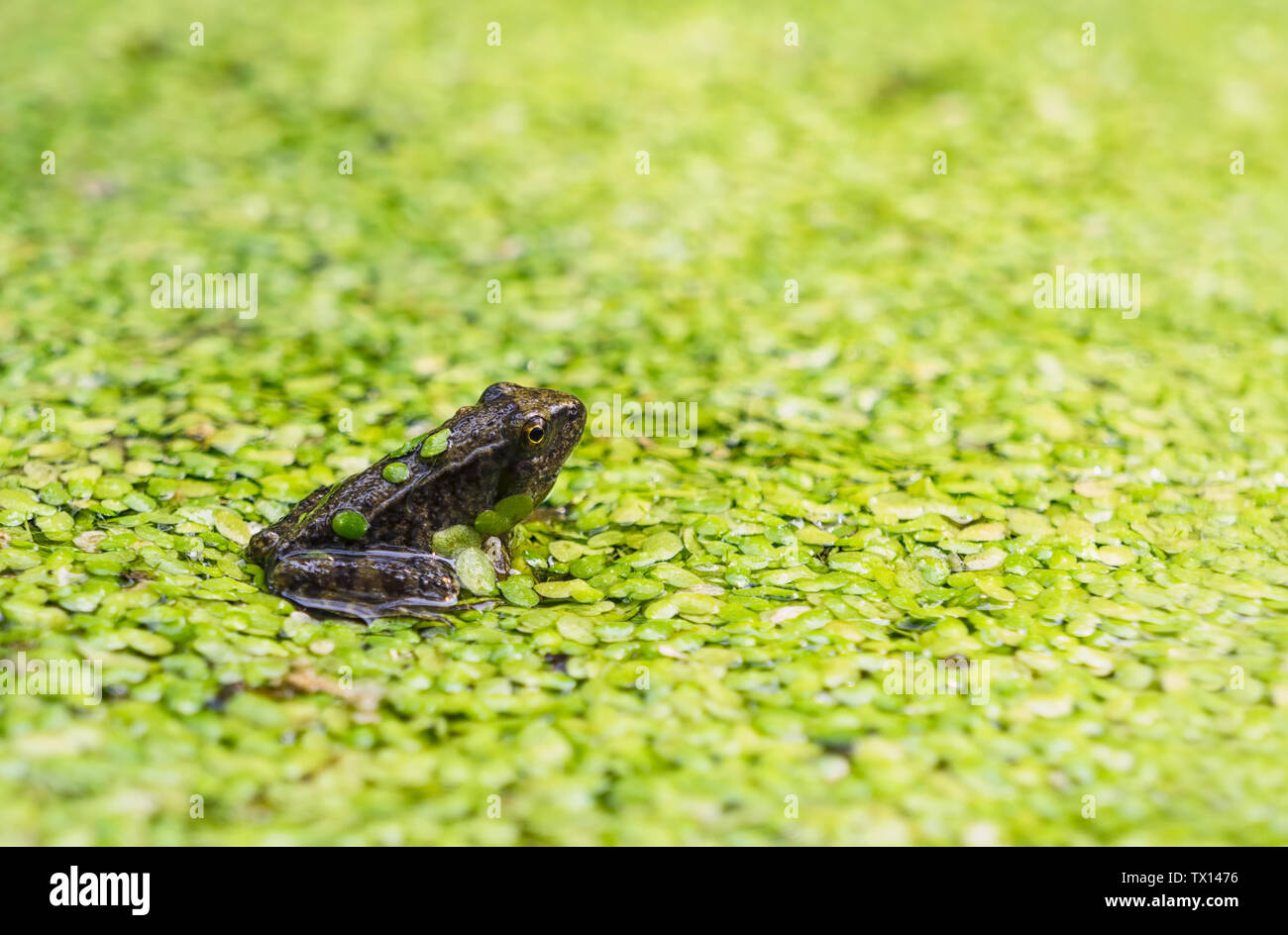 Chrysanthemum background picture Stock Photo - Alamy