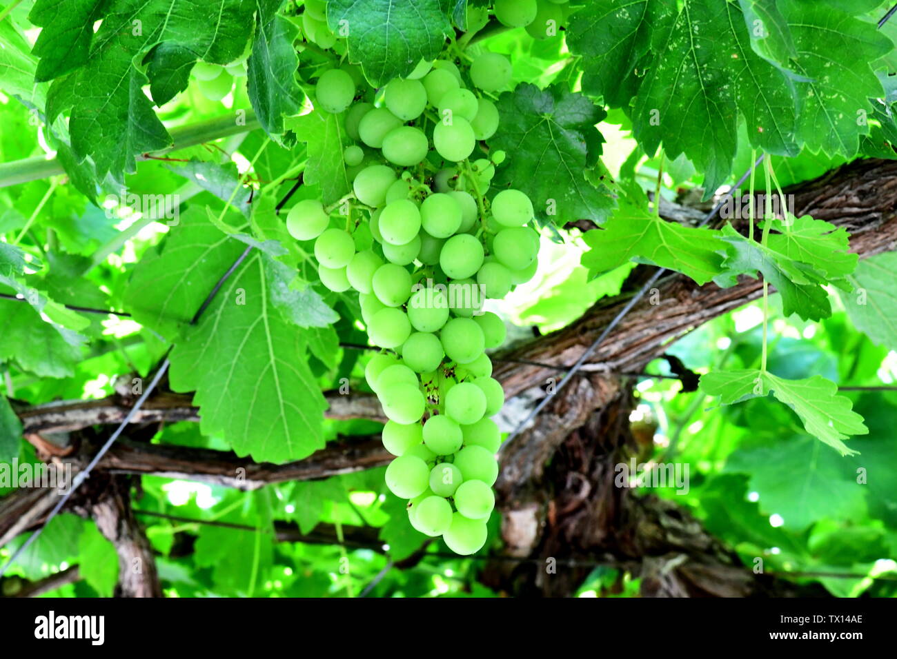 Grape Tree High Resolution Stock Photography and Images Alamy