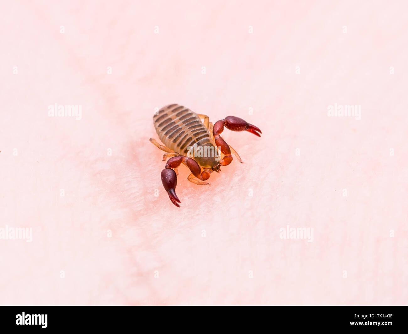 Crawling Pseudoscorpion Spider Tick Scorpion Arachnid Insect Macro Stock Photo