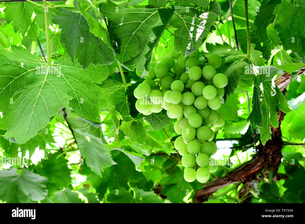 Grapes tree cheap
