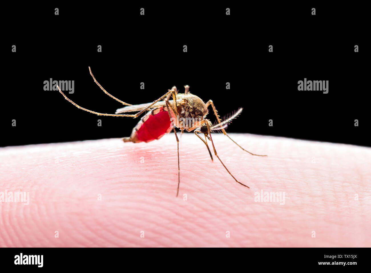 Yellow Fever, Malaria or Zika Virus Infected Mosquito Insect Bite ...