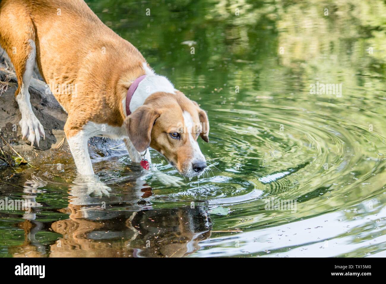 Can Drinking Lake Water Make A Dog Sick