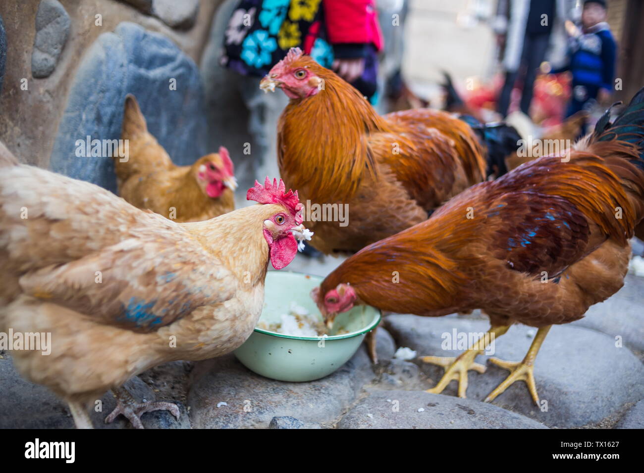 Chicken farm china hi-res stock photography and images - Alamy