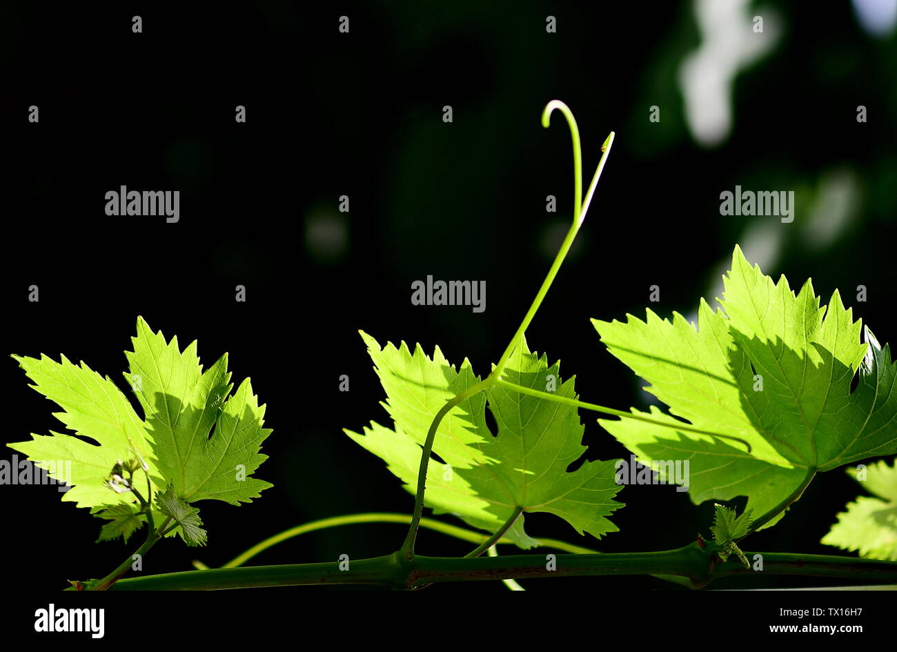 Green Grapes on the grape tree Stock Photo Alamy