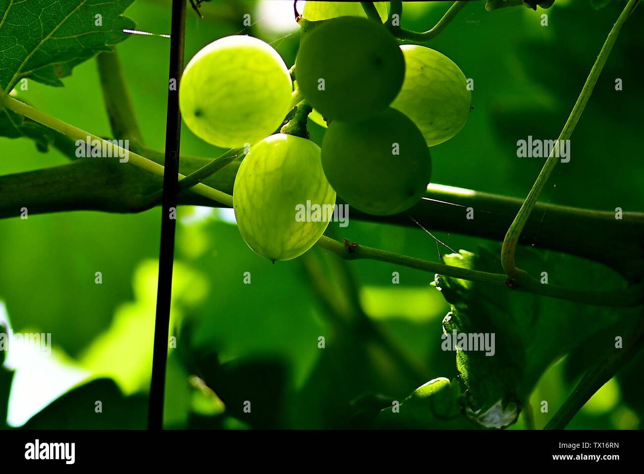 Grape tree hires stock photography and images Alamy