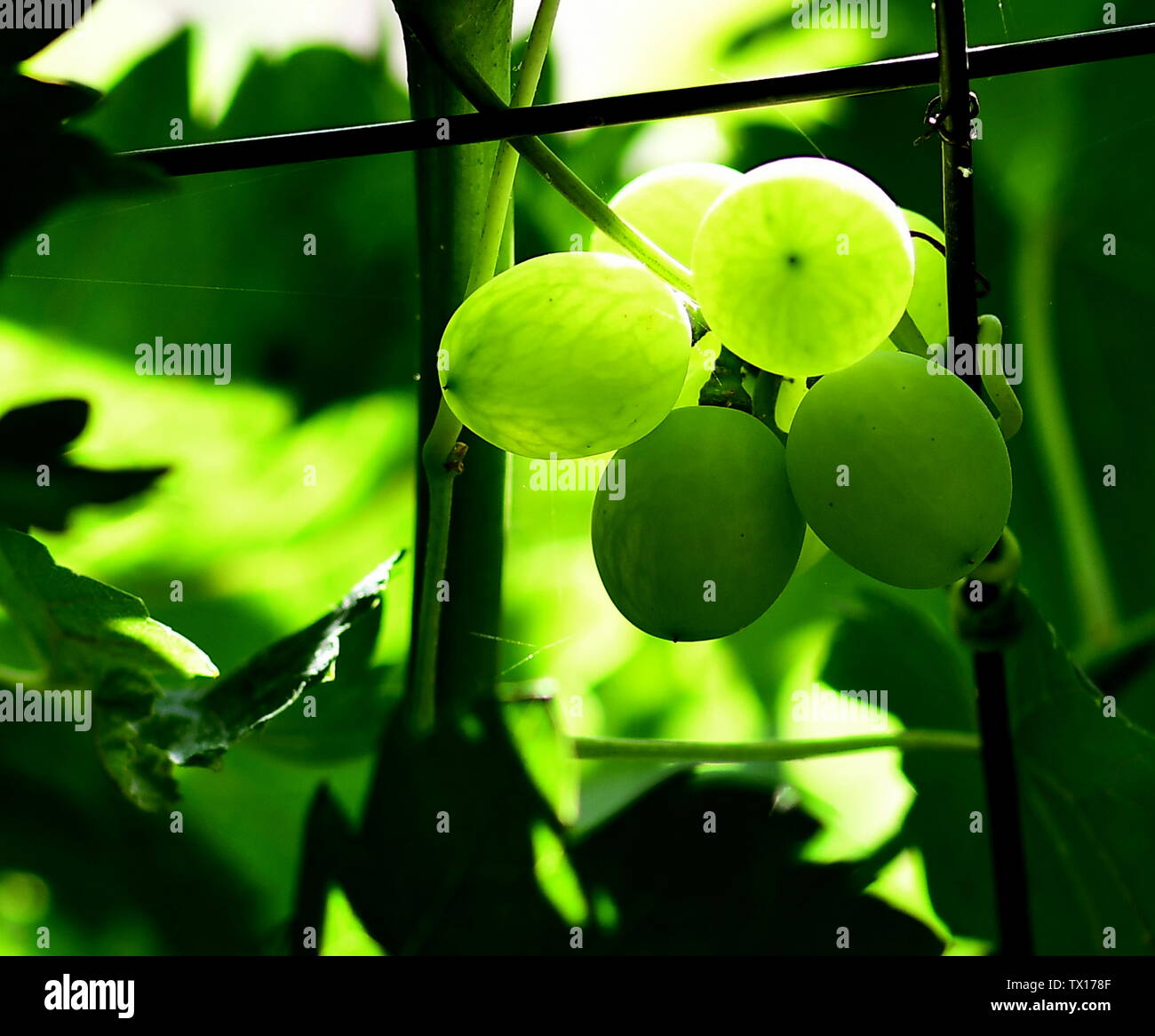 Green Grapes on the grape tree Stock Photo - Alamy