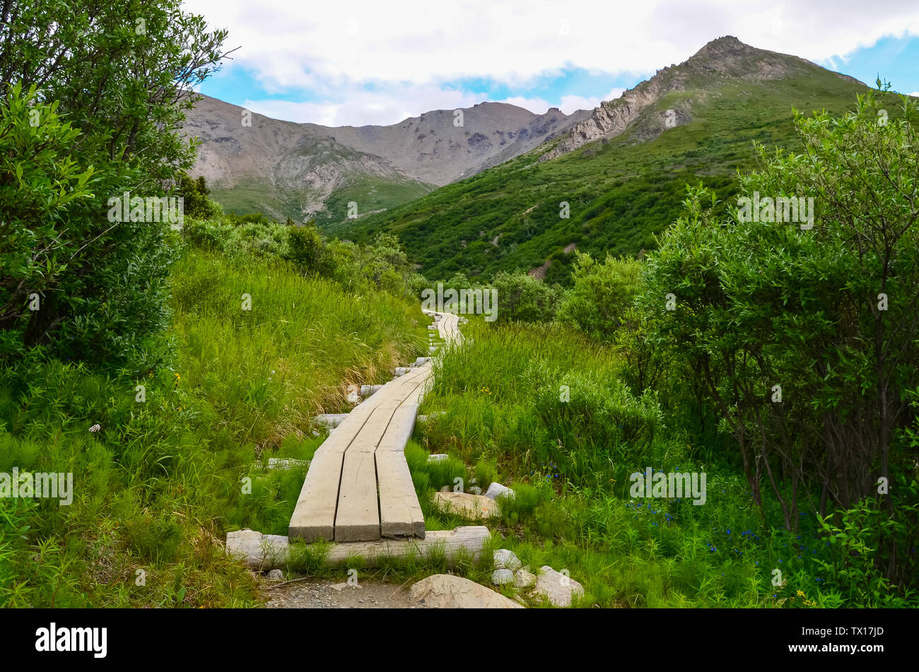 Boardwalk on Svagae river loop hike trail with mountains in the background. Denali Detional Park and Preserve, Alaska Stock Photo