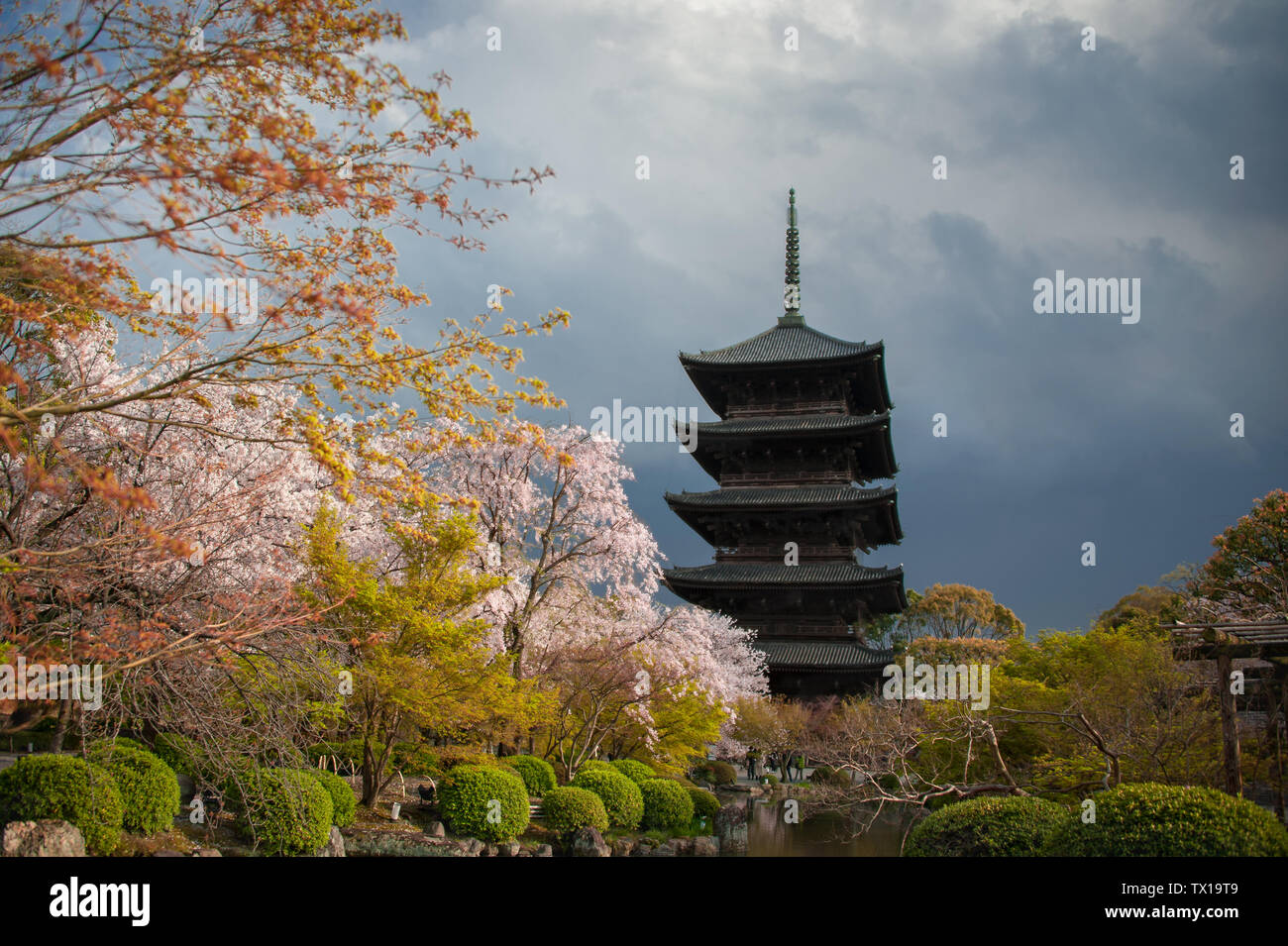 Cherry Blossom Trees in front of Pagoda building. Springtime at the Toji Temple in Kyoto with dark, mood sky background Stock Photo