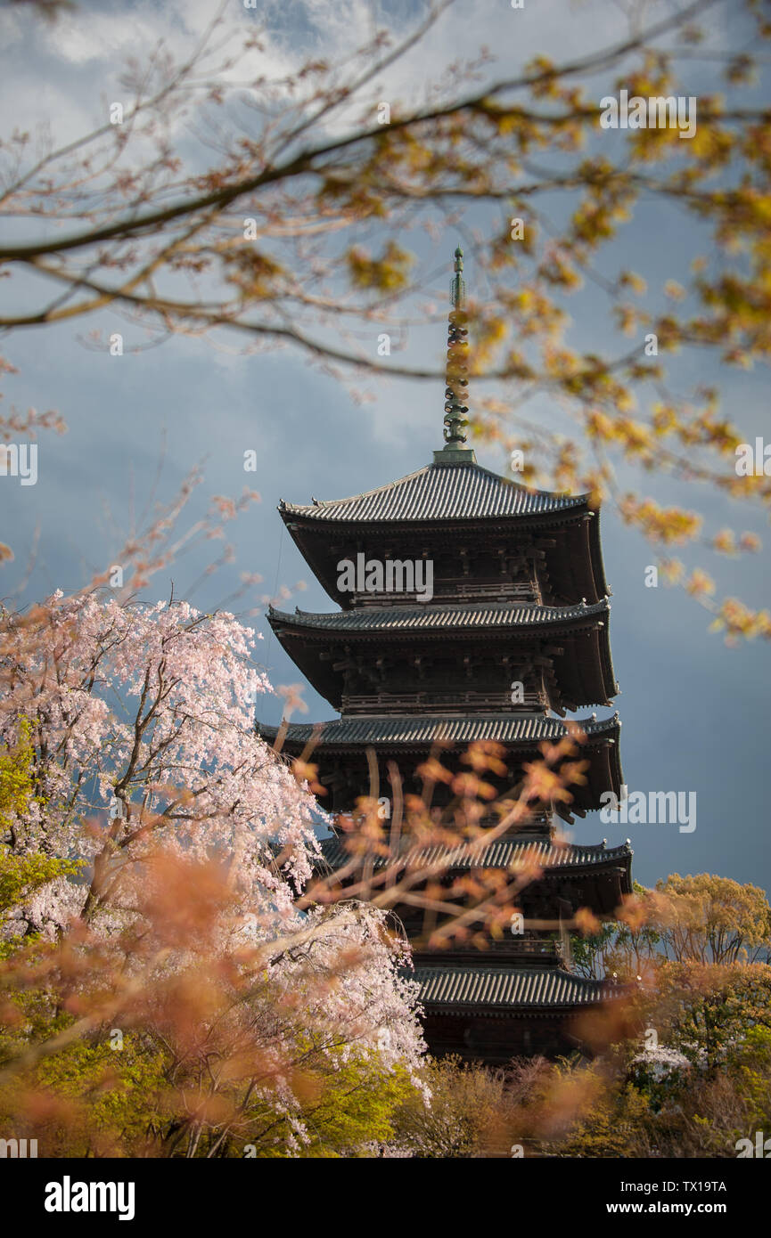 Cherry Blossom Trees in front of Pagoda building. Springtime at the Toji Temple in Kyoto with dark, mood sky background Stock Photo