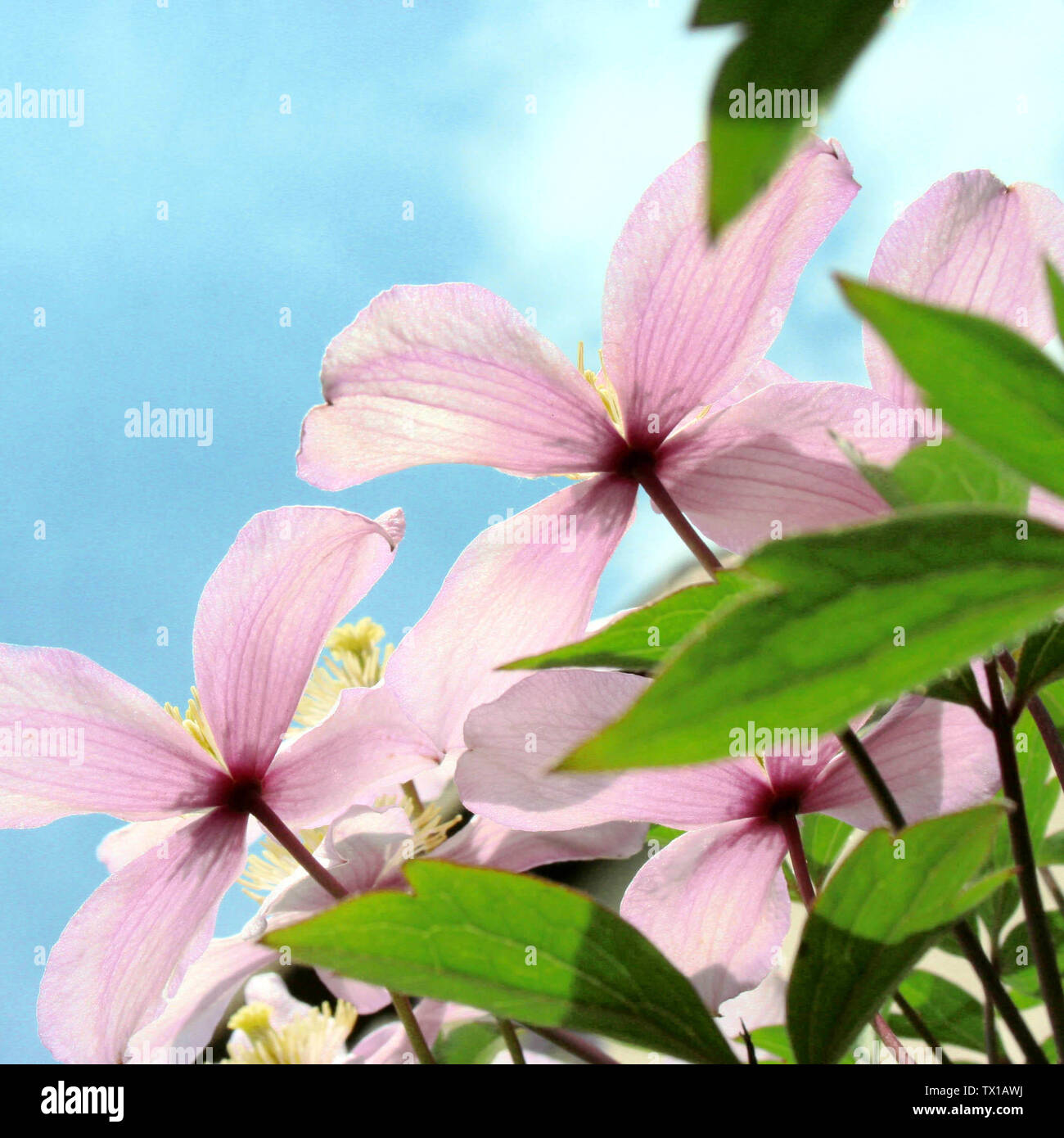 Iszalag Hi Res Stock Photography And Images Alamy