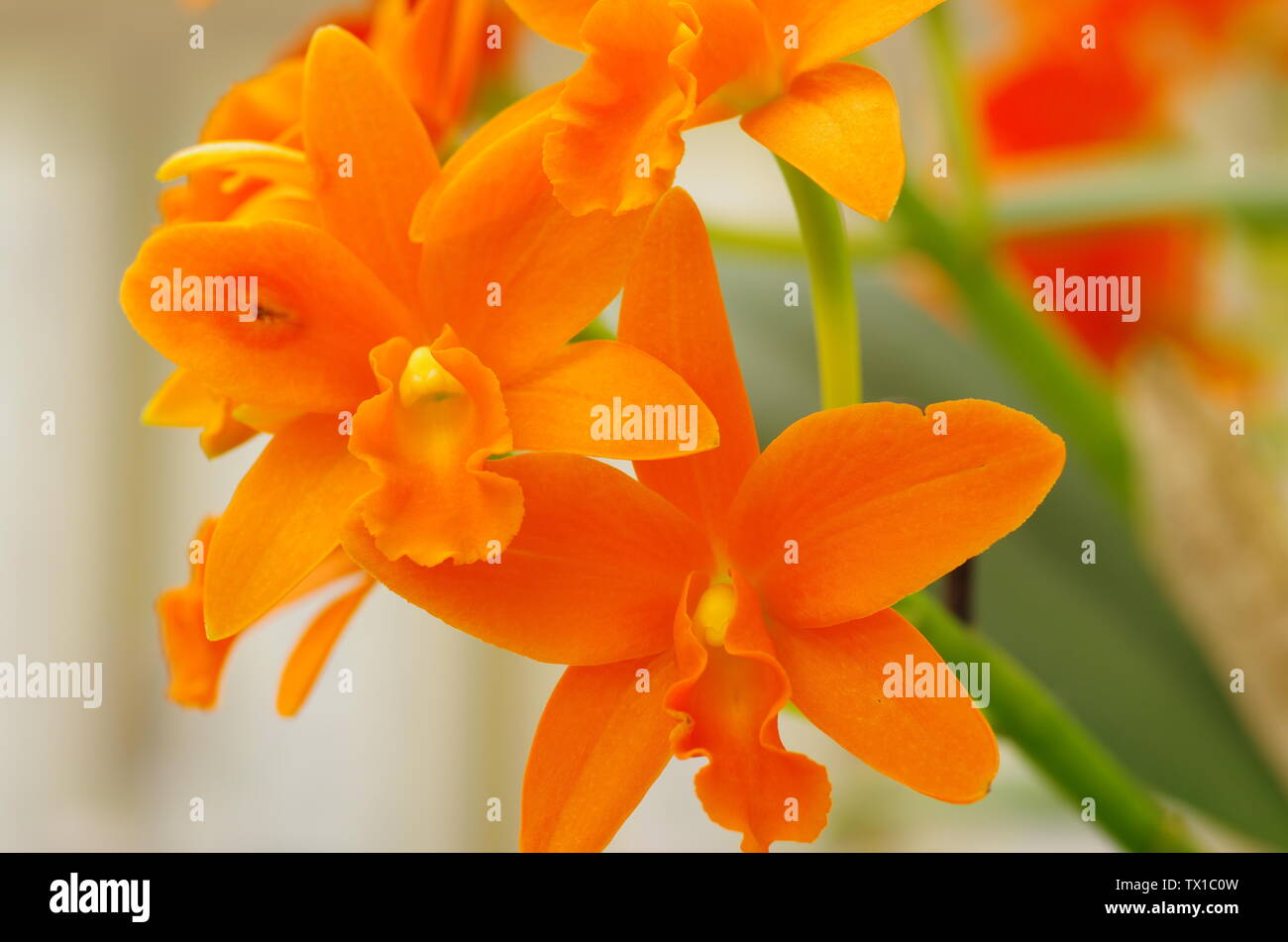 White orchid pink stamens hi-res stock photography and images - Alamy