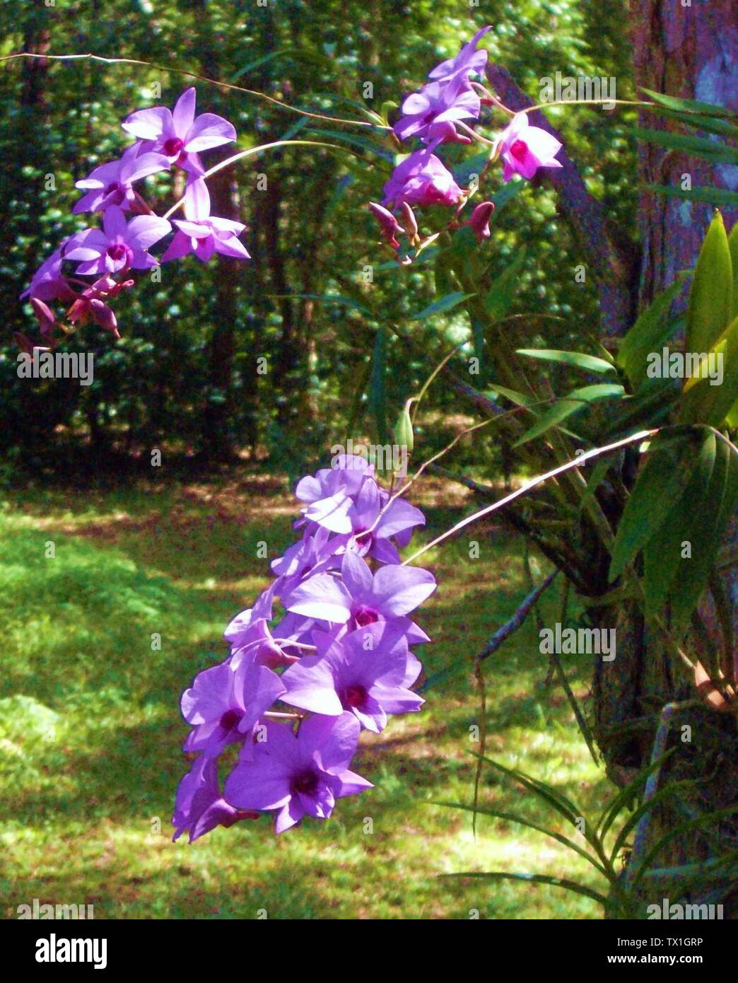 Floral Emblem Of Queensland High Resolution Stock Photography and