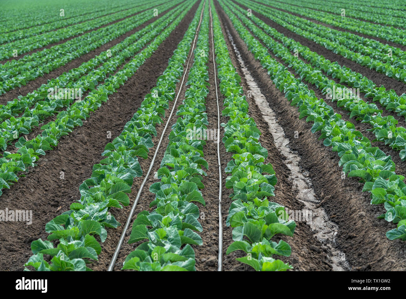 Agricultural Field of Cabbage Plant, Watering System Stock Photo Alamy