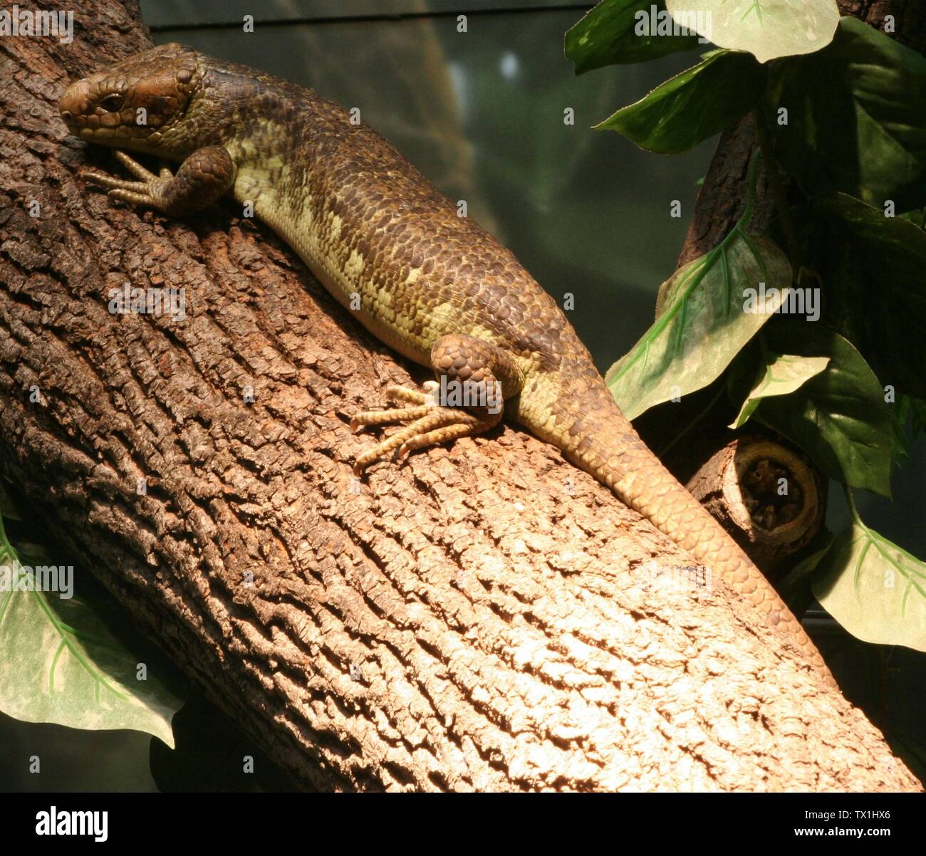 Prehensile Tailed Skink Hi Res Stock Photography And Images Photo Inspiration