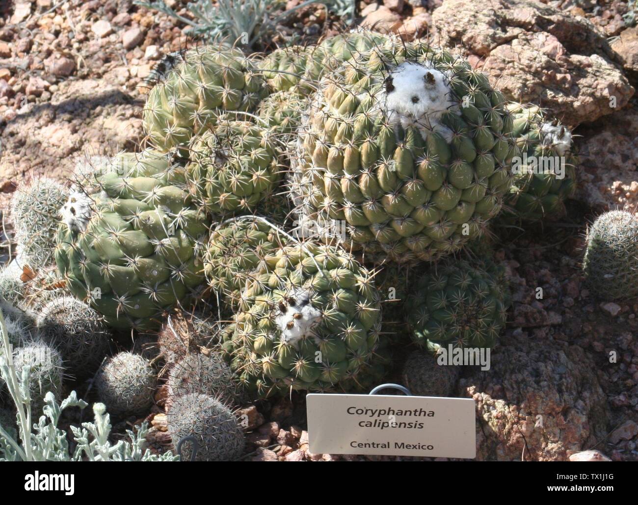 Coryphantha calipensis; native to Central Mexico.  Photographed at the Desert Botanical Garden, Phoenix, AZ.; 11 March 2007; Own work; Dave Pape; Stock Photo
