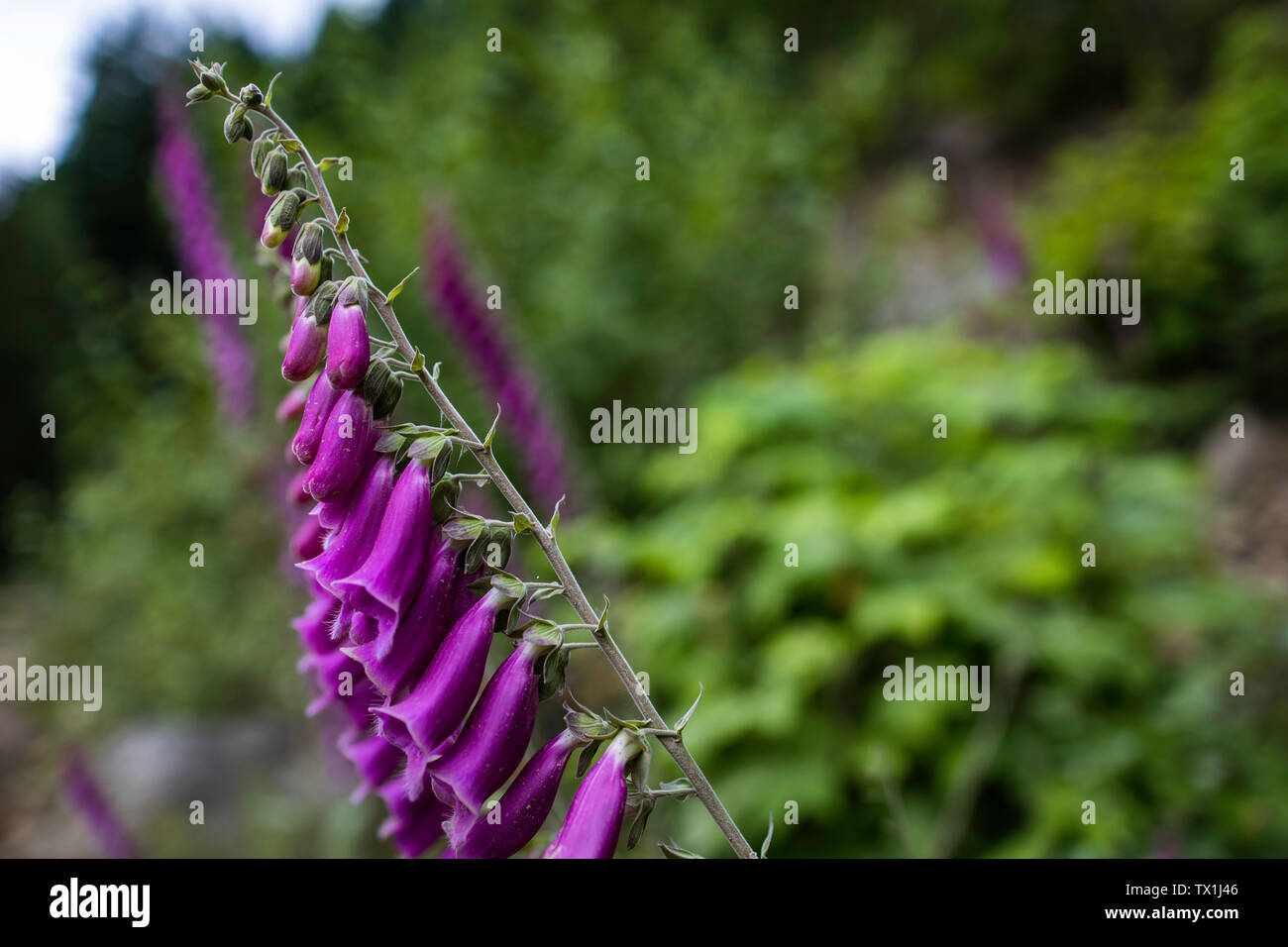 Close up of purple bell (Foxglove, Digitalis Purpurea) flowers Stock Photo