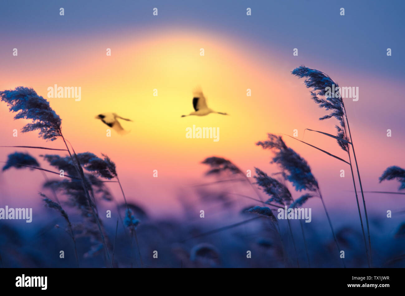 Red Crowned Crane Flying Sunset High Resolution Stock Photography and ...