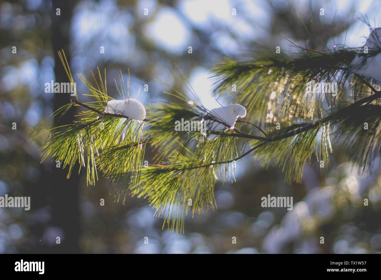 Leftover snow on a beautiful pine tree branch during Spring Stock Photo