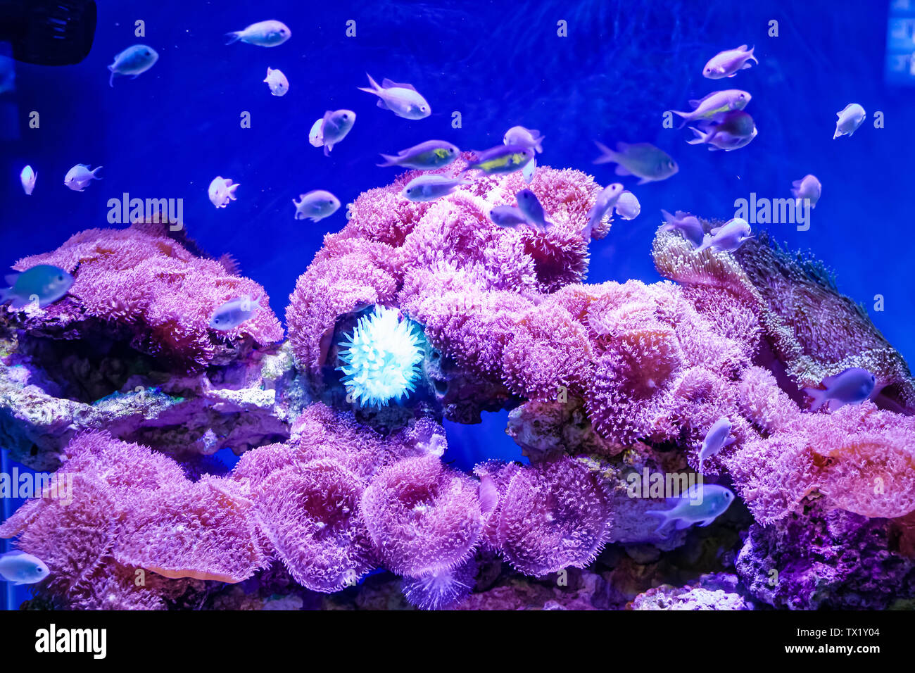 Shanghai Haichang Ocean Park Coral Stock Photo Alamy