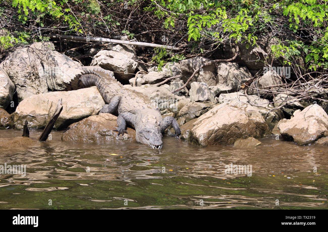 Crocodile get down into the water of Grijalva river (Rio Grijalva) inside Sumidero Canyon (Canyon del Sumidero) near to Tuxtla Gutierrez, Chiapas, Mex Stock Photo