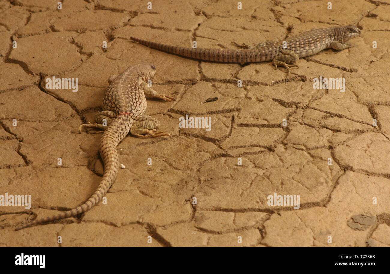 30 December 06 High Resolution Stock Photography And Images Alamy