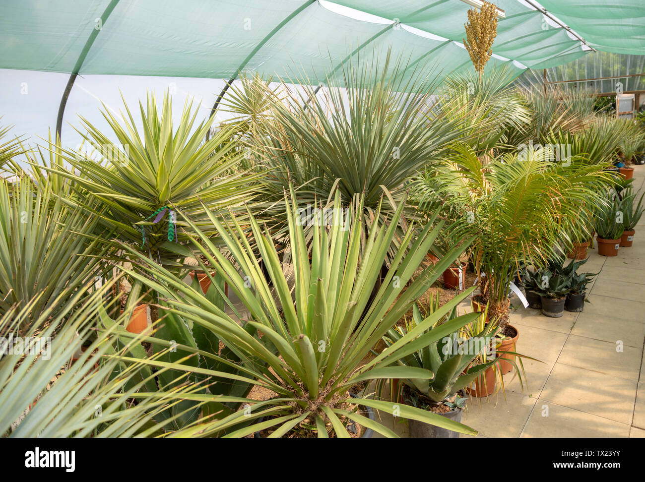 Cactus polytunnel hires stock photography and images Alamy