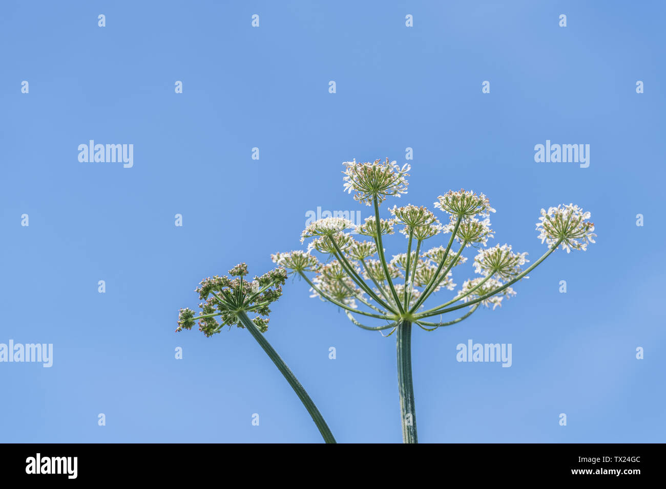 Hogweed / Cow Parsnip - flowers of common umbellifer Hogweed / Heracleum sphondylium growing in hedgerow bank against blue summer sky. Stock Photo