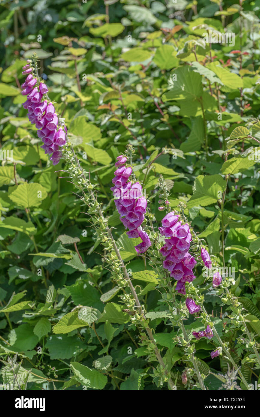 Close-up wild Foxglove / Digitalis purpurea flowers in sunshine. Formerly used in herbal remedies, home cures, raditional medicine. Digitalin source. Stock Photo