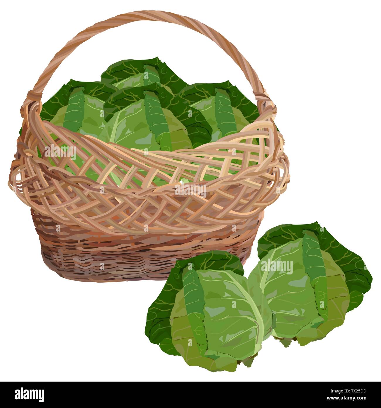 Wicker basket full of fresh white cabbage, vector isolated illustration Stock Vector