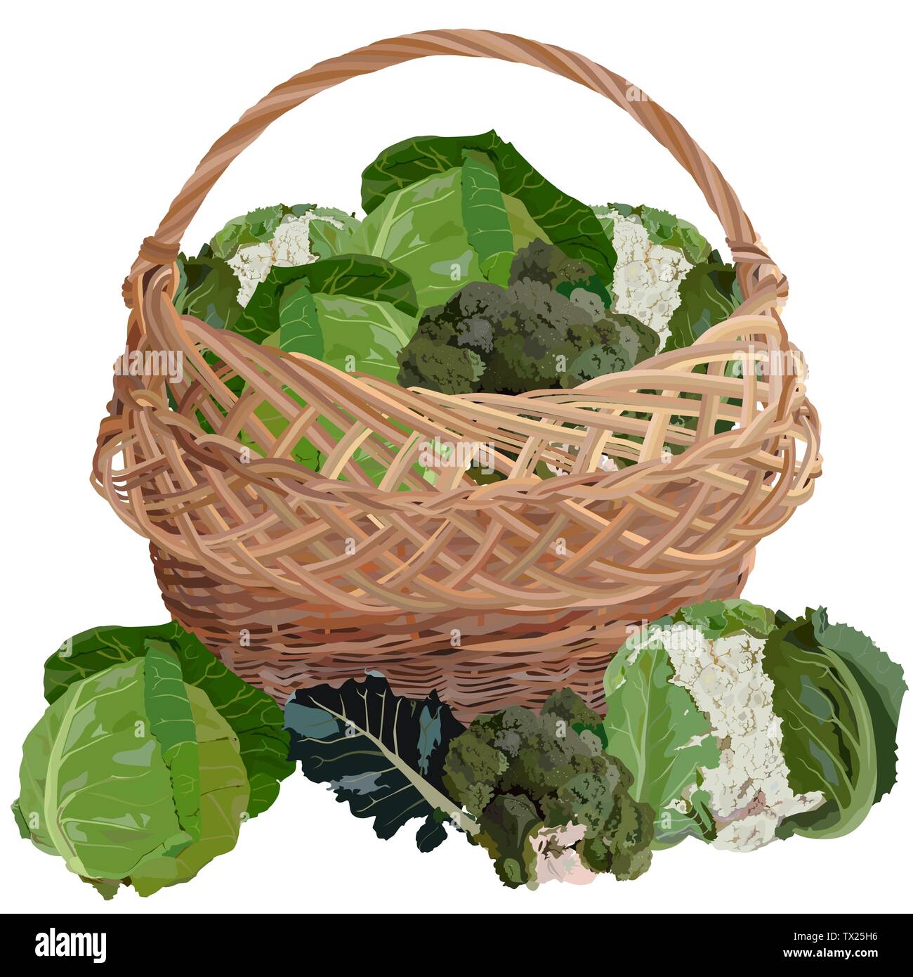 Wicker basket full of fresh cabbage, vector isolated illustration Stock Vector