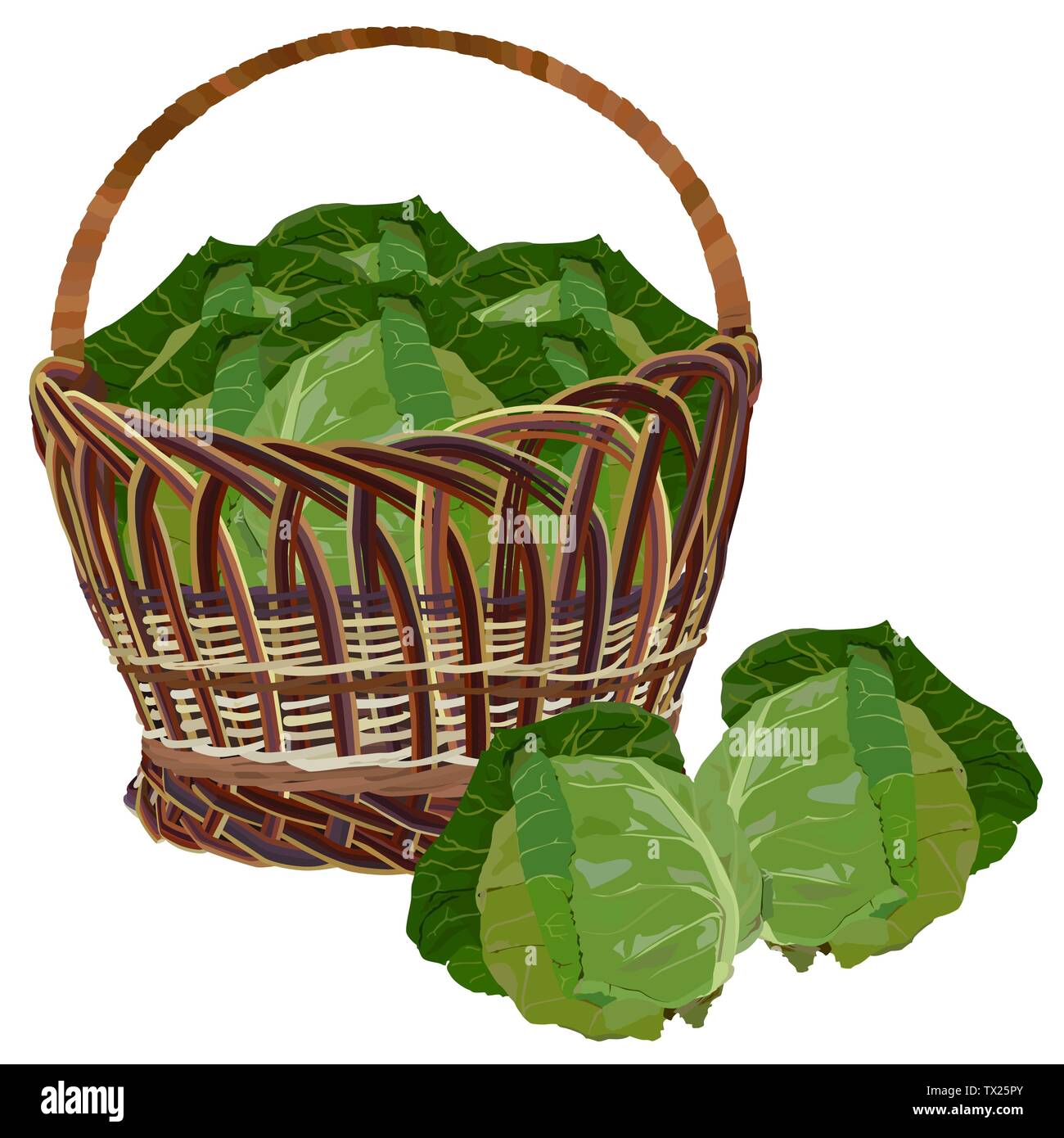 Wicker basket full of fresh white cabbage, vector isolated illustration Stock Vector