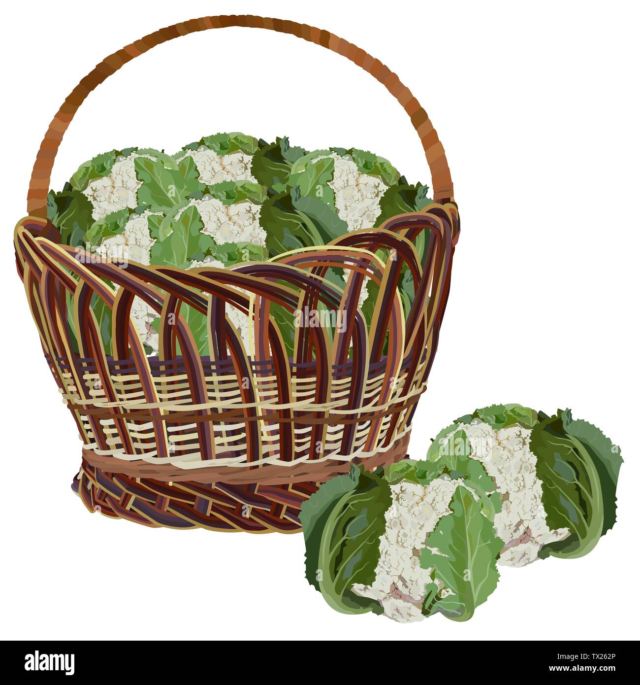 Wicker basket full of fresh cauliflower, vector isolated illustration Stock Vector
