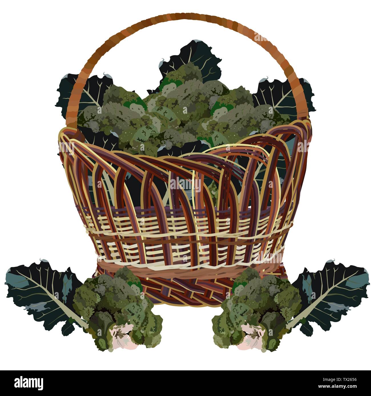 Wicker basket full of fresh broccoli, vector isolated illustration Stock Vector