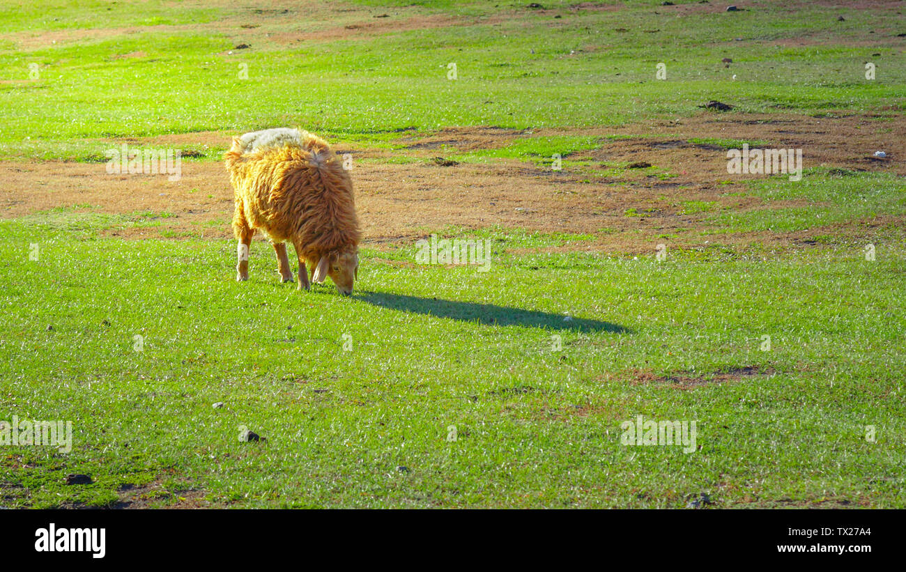 Mammals of world hi-res stock photography and images - Alamy