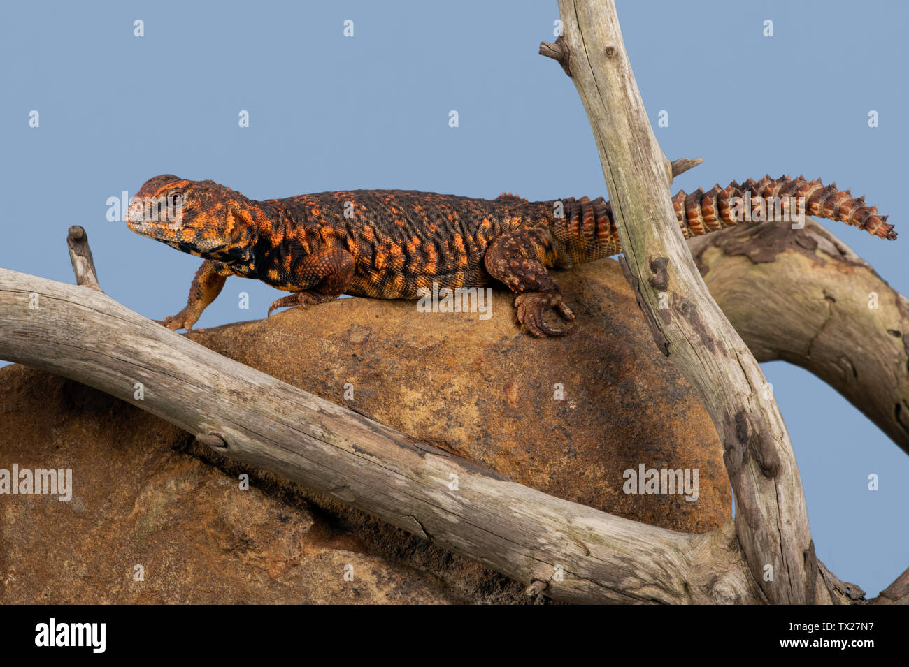 Saharan Spiny Tailed Lizard (Uromastyx Geyri) Stock Photo