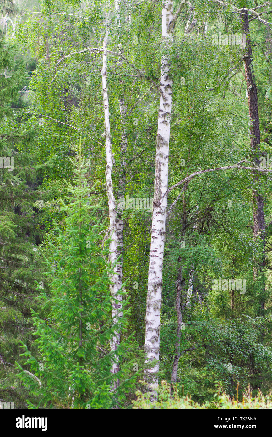 Birch trees in Kanas scenic spot in summer Stock Photo - Alamy