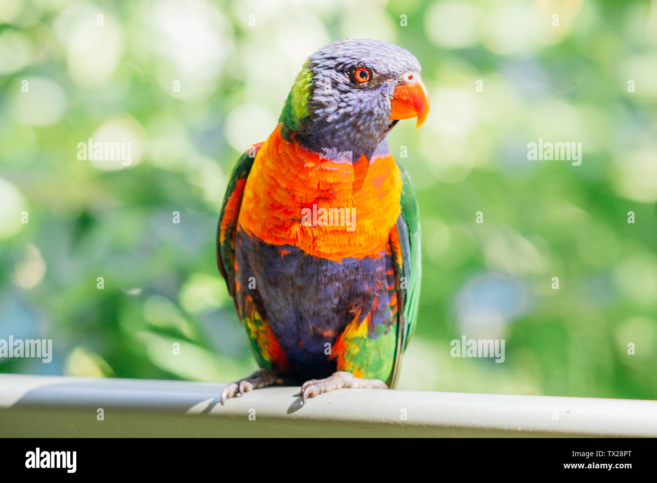 Colourful lorikeet parrot sitting on a balcony in Australia Stock Photo